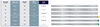 Stainless Steel Diamond Strip (Perforated) - Extra Fine 2.5 (10.350.021) - Blue & Green Inc.