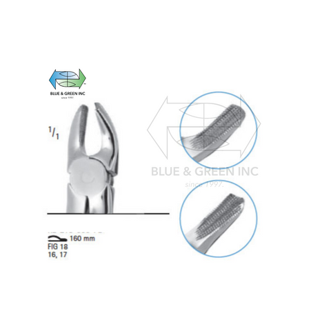 Extracting forceps # fig.18 (Z300-B18) - Blue & Green Inc.
